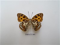 藏品(臺灣燦蛺蝶)的圖片